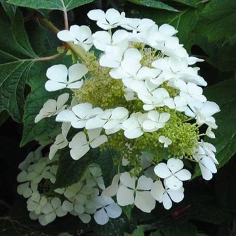 Tammihortensia Sike's Dwarf (Kukinta)
