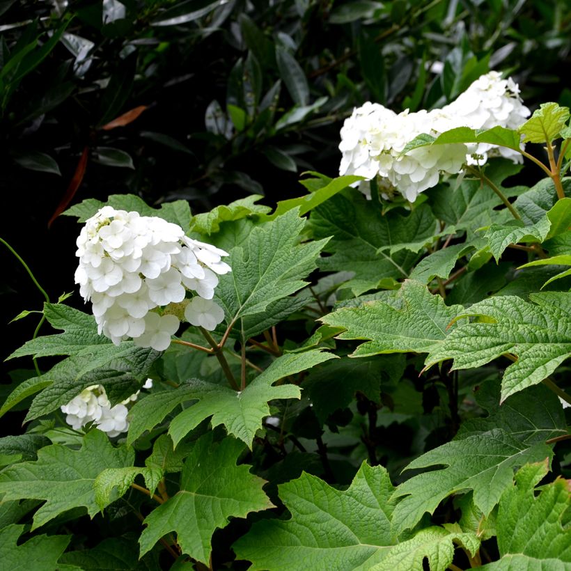 Tammihortensia Snow Queen (Kukinta)