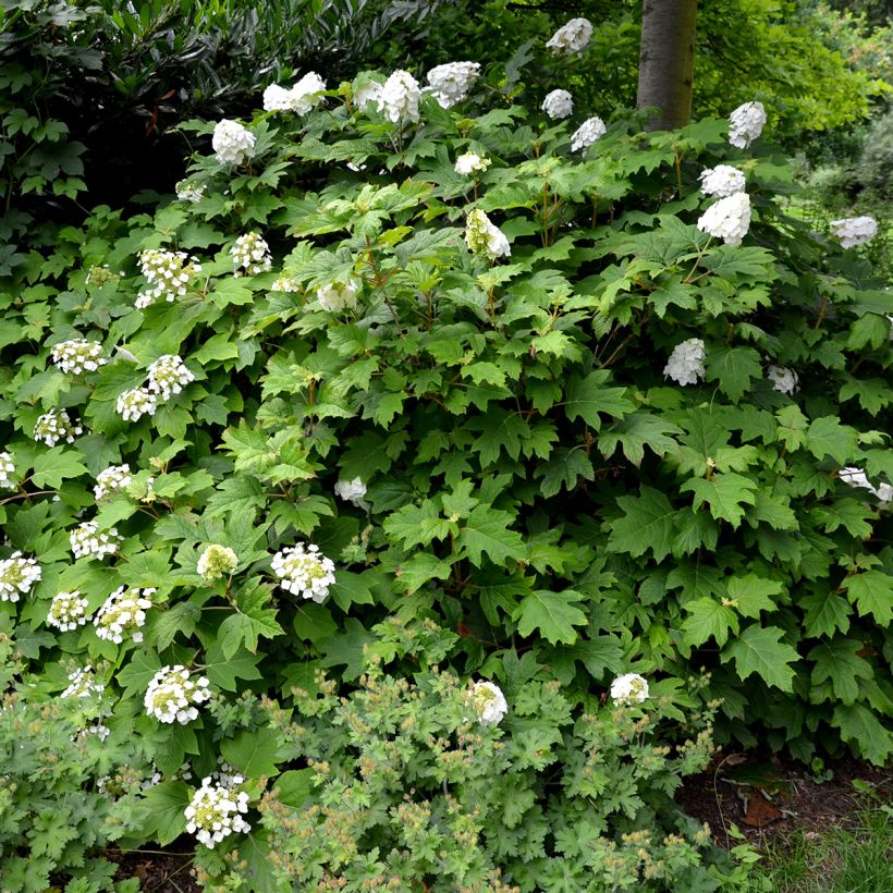 Tammihortensia Snow Queen (Kasvutapa)