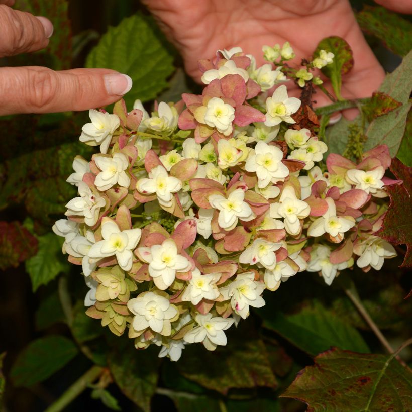 Tammihortensia Snowflake (Kukinta)