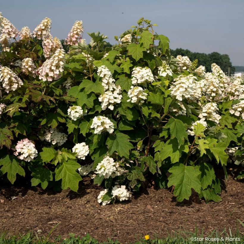 Tammihortensia Yeti (Kasvutapa)