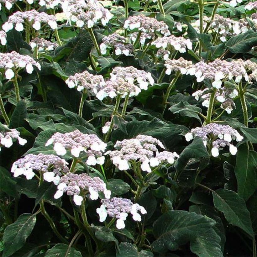 Samettihortensia - Hydrangea aspera subsp.sargentiana (Kukinta)