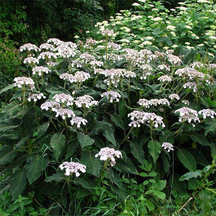 Samettihortensia - Hydrangea aspera subsp.sargentiana (Kasvutapa)