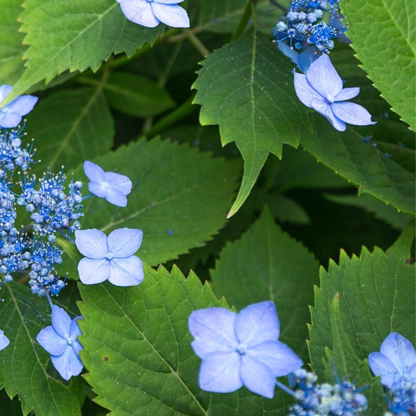 Safiirihortensia Magic Seduction Annie's Blue (Lehvistö)
