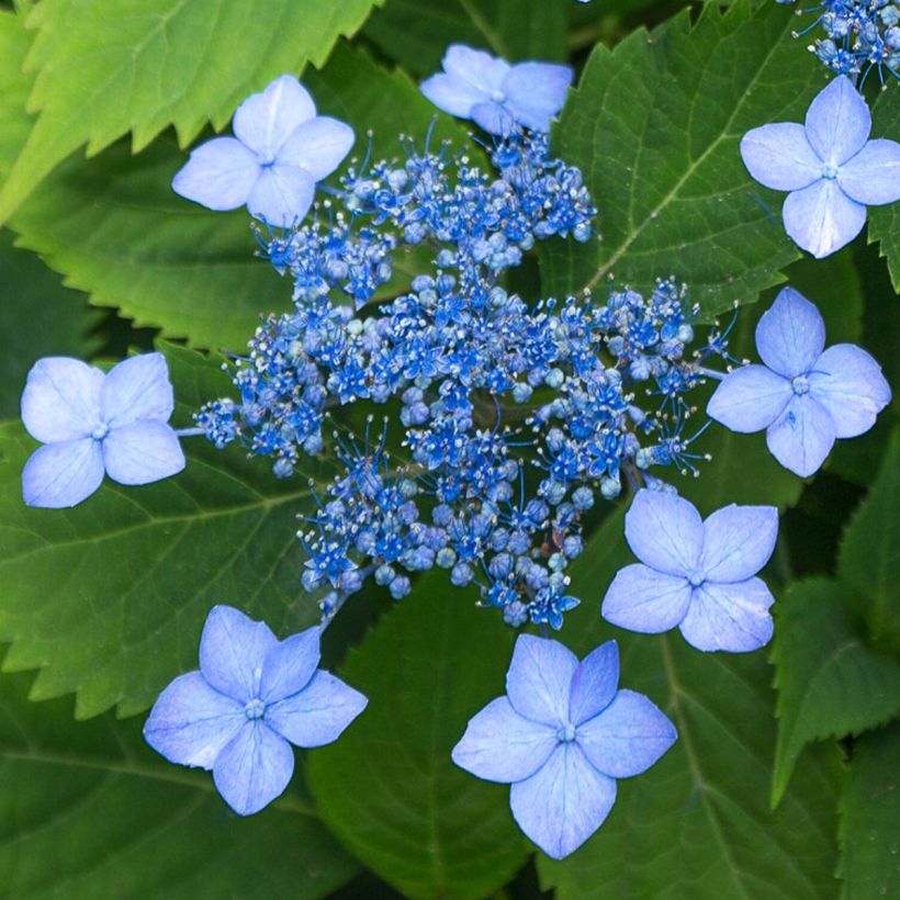 Safiirihortensia Magic Seduction Annie's Blue (Kukinta)