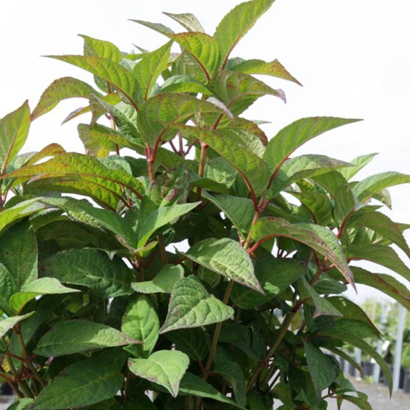 Safiirihortensia Intermedia (Lehvistö)