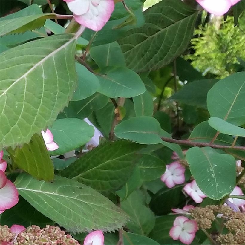 Safiirihortensia Kiyosumi (Lehvistö)