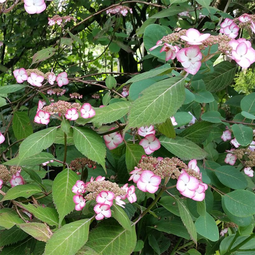 Safiirihortensia Kiyosumi (Kukinta)