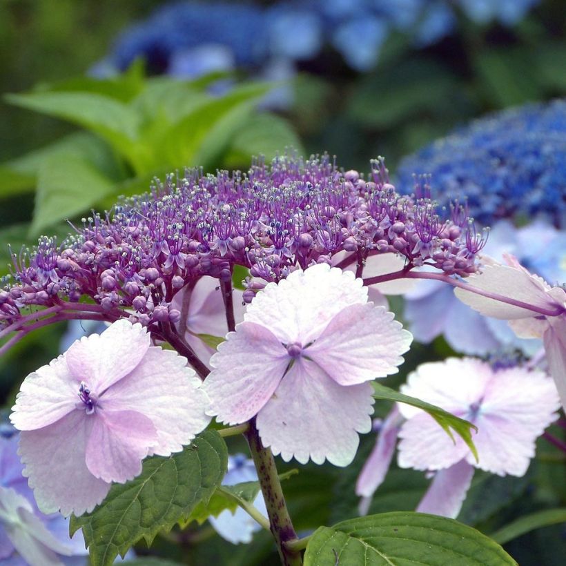Jalohortensia Klaveren (Kukinta)