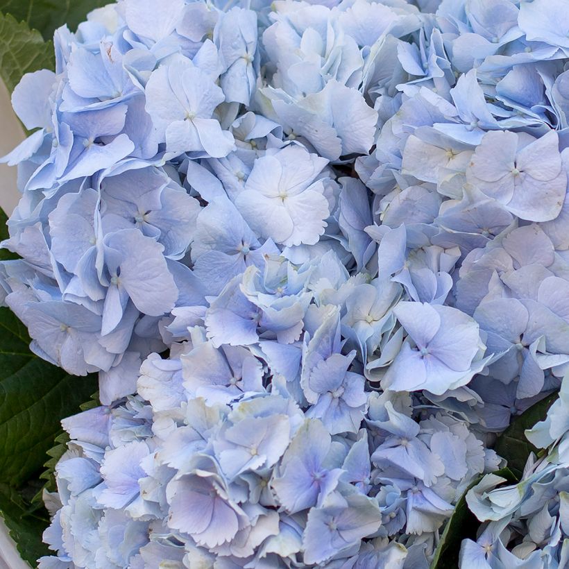 Jalohortensia Amethyst (Collect ) (Kukinta)