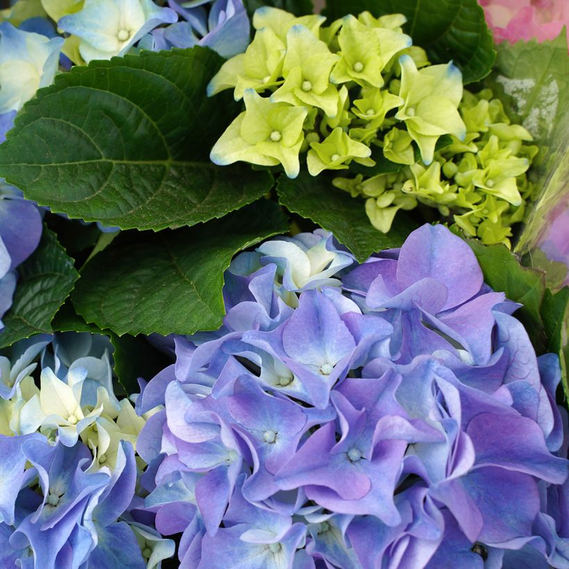 Jalohortensia Early Blue (Kukinta)