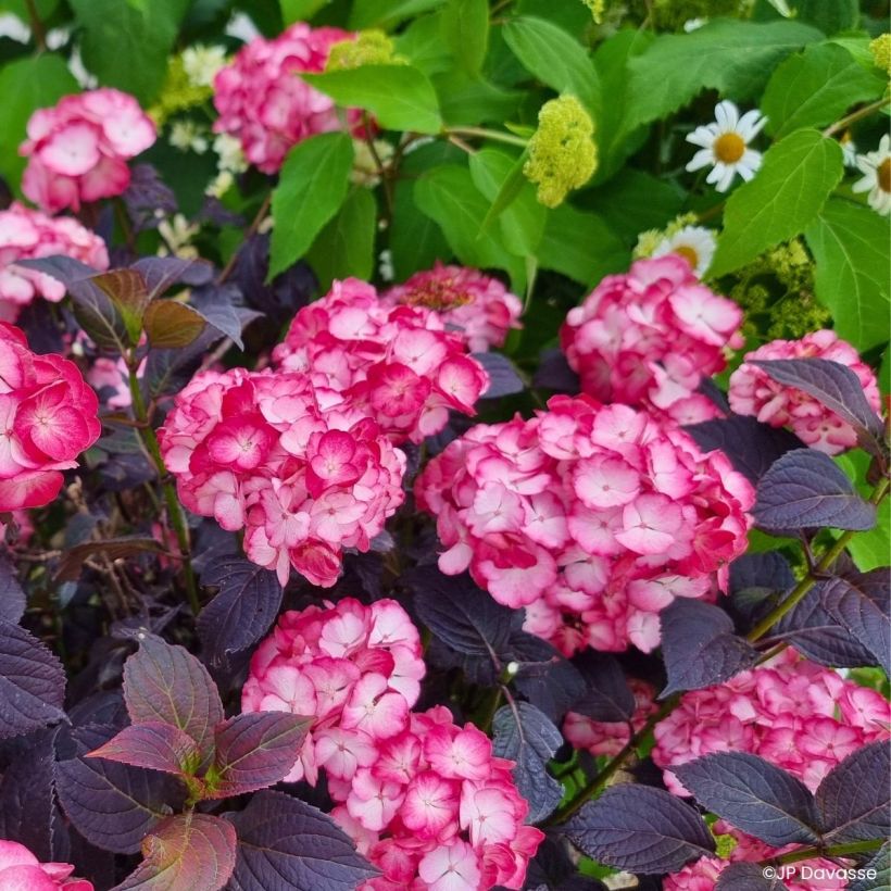 Jalohortensia Black Velvet (Kasvutapa)