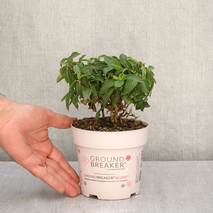 Esimerkki syksyllä toimitetusta Syyshortensia Groundbreaker Blush 1 litran / 1,5 litran ruukku-taimesta