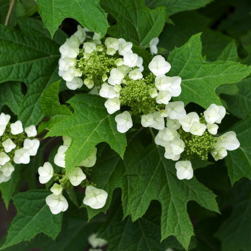Tammihortensia - Hydrangea quercifolia (Lehvistö)