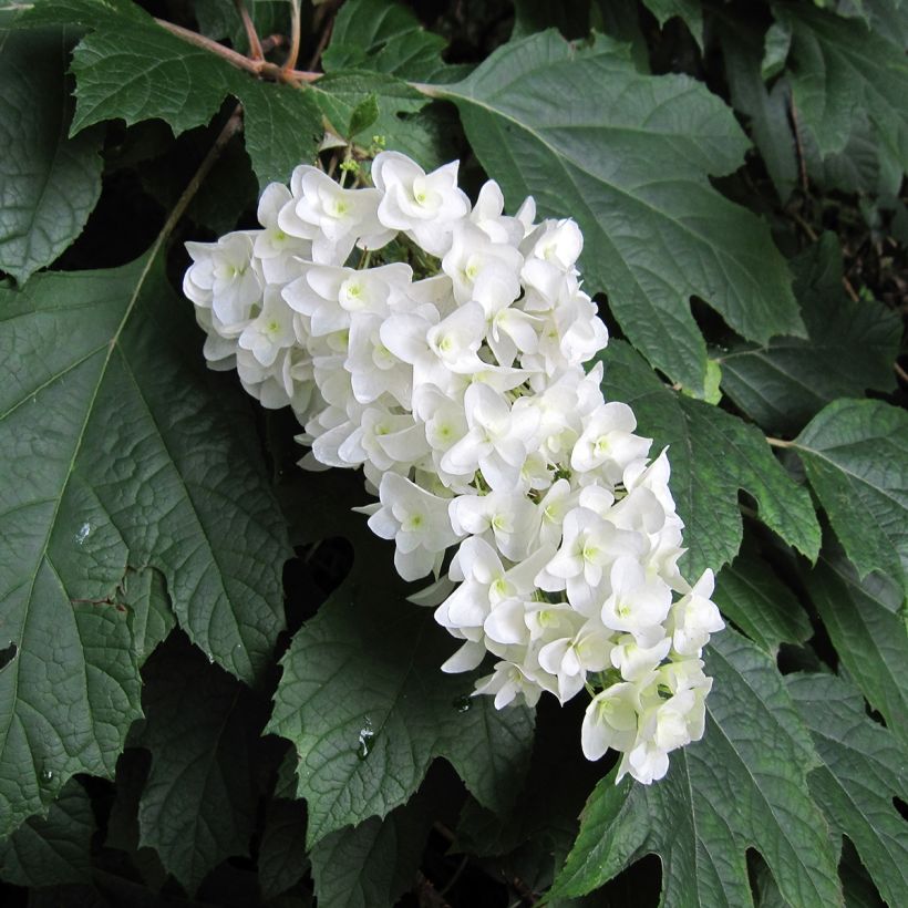 Tammihortensia - Hydrangea quercifolia (Kukinta)