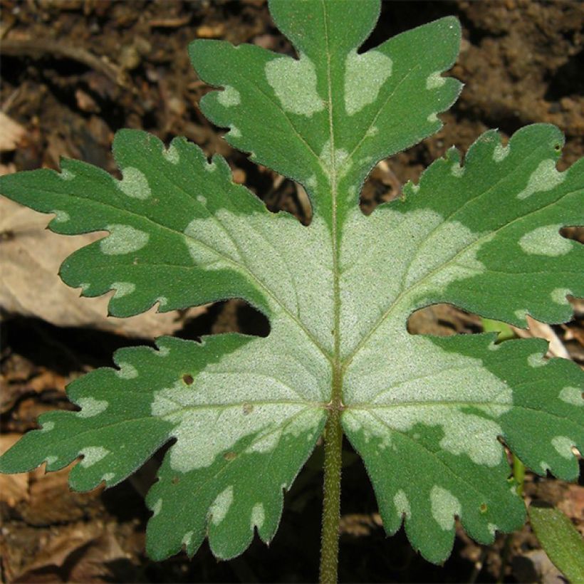 Hydrophyllum canadense (Lehvistö)