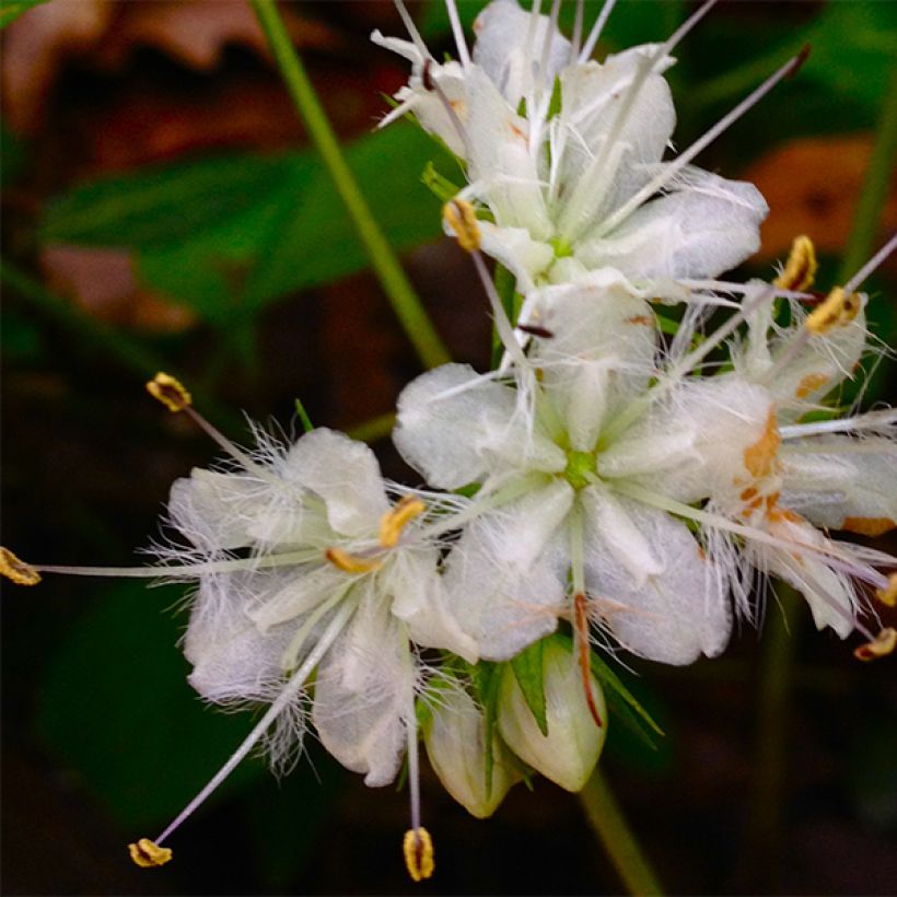 Hydrophyllum canadense (Kukinta)