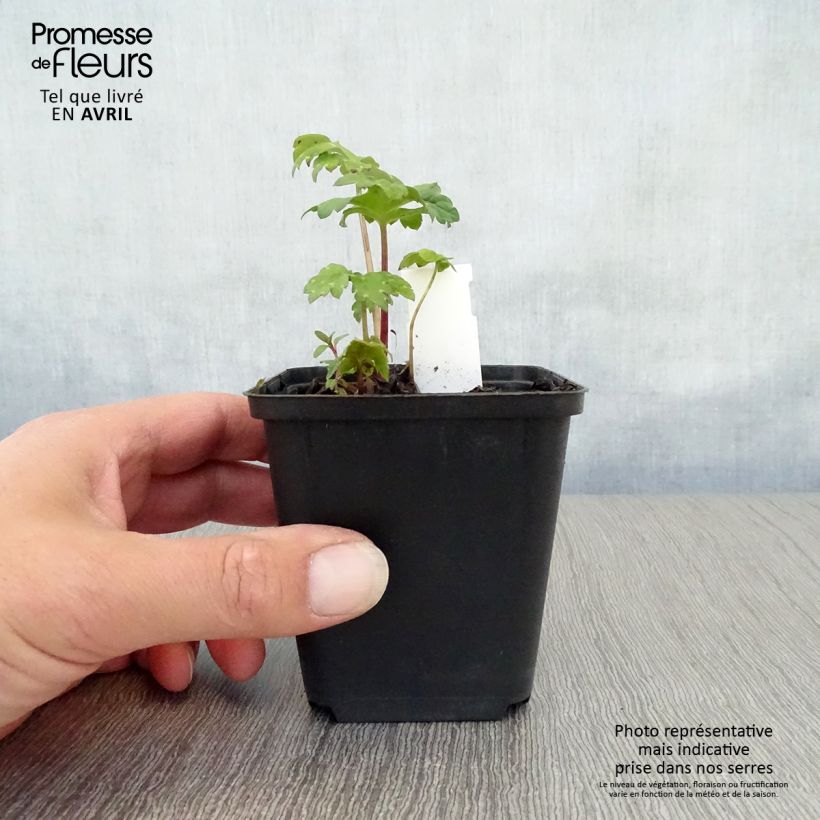 Esimerkki keväällä toimitetusta Hydrophyllum canadense Godet de 8/9 cm-taimesta