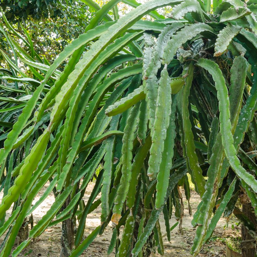 Tarhametsäkaktus - Hylocereus undatus (Lehvistö)