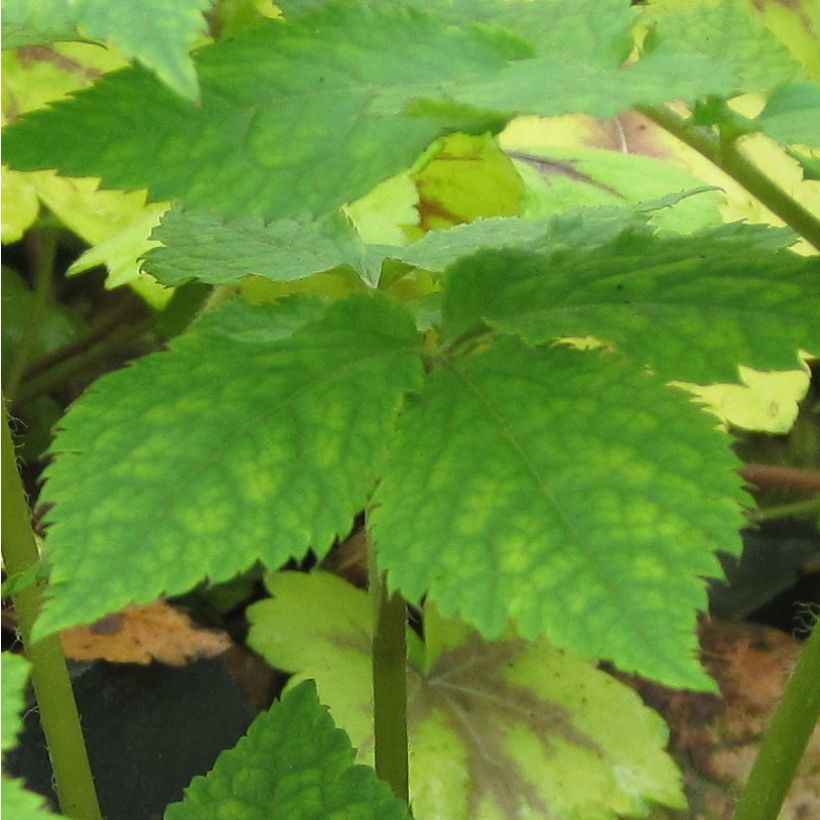 Metsäunikko - Hylomecon japonica (Foliage)