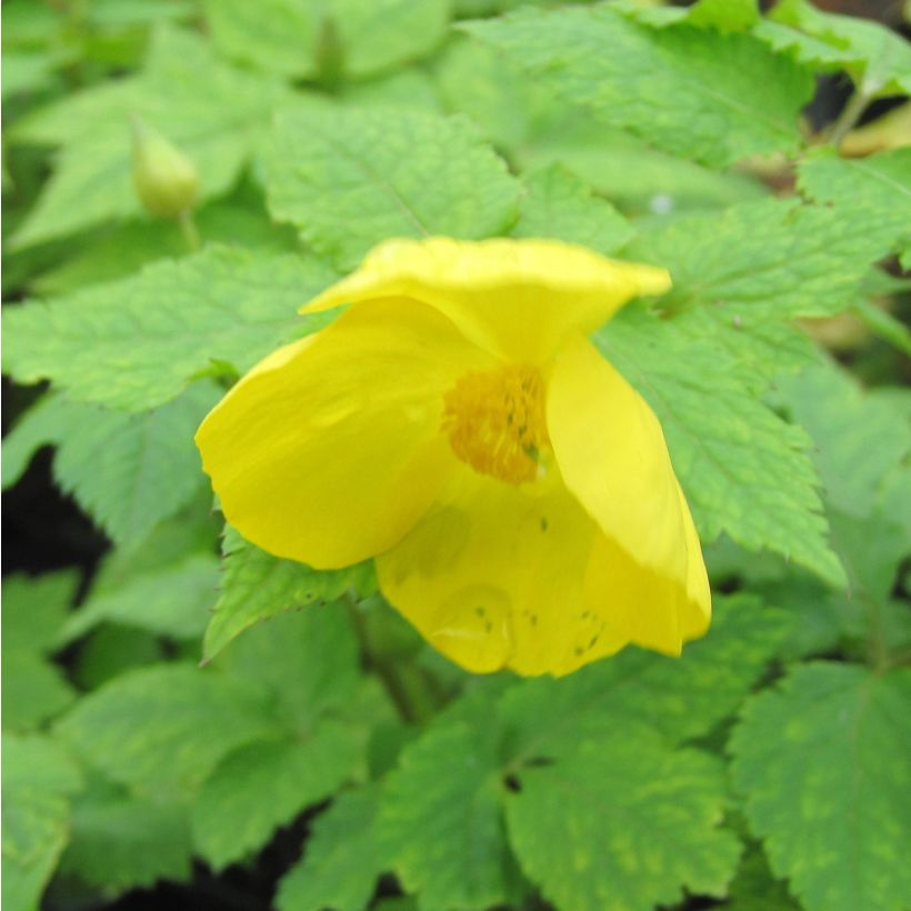 Metsäunikko - Hylomecon japonica (Flowering)
