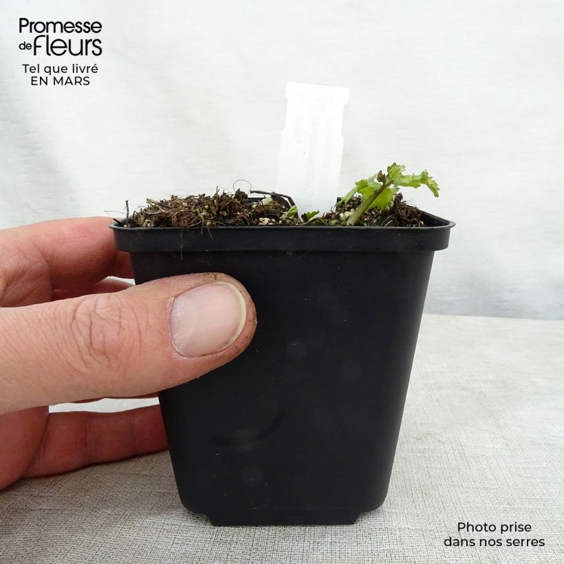 Example of Metsäunikko - Hylomecon japonica Godet de 8/9 cm as you get in printemps