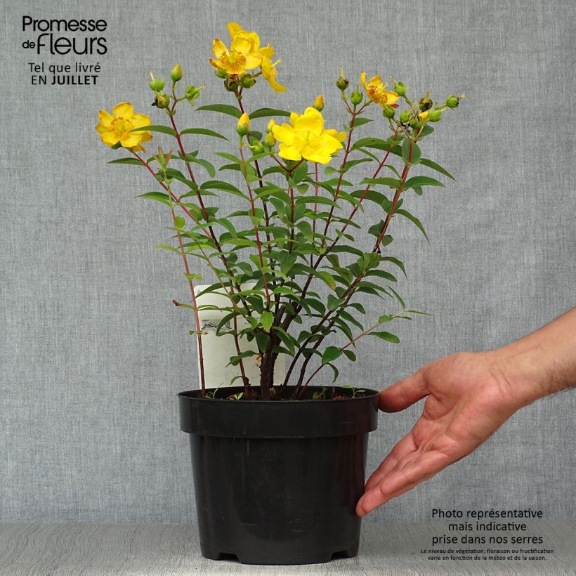 Esimerkki kesällä toimitetusta Pensaskuisma Hidcote Ruukku 2L / 3L-taimesta