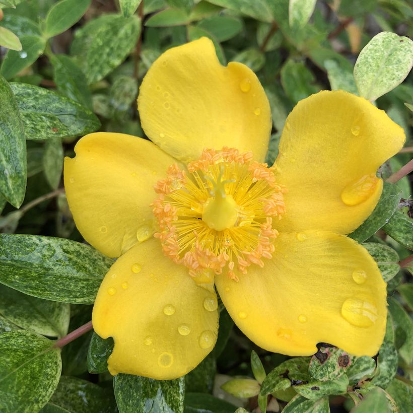 Pensaskuisma Radiance (Kukinta)