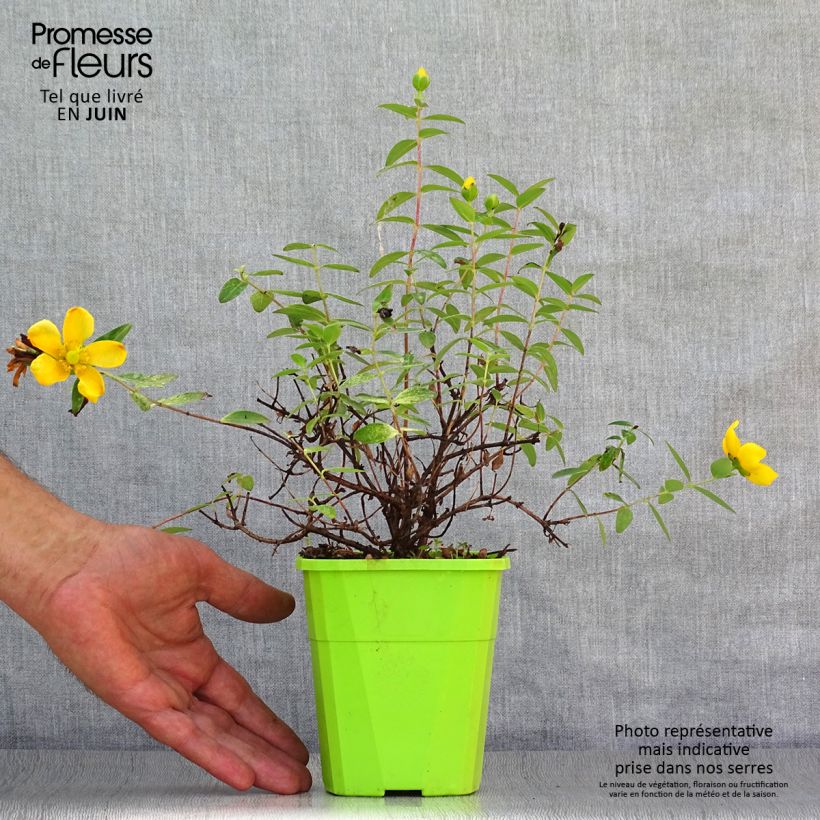 Esimerkki kesällä toimitetusta Pensaskuisma Radiance Pot de 1L/1,5L-taimesta