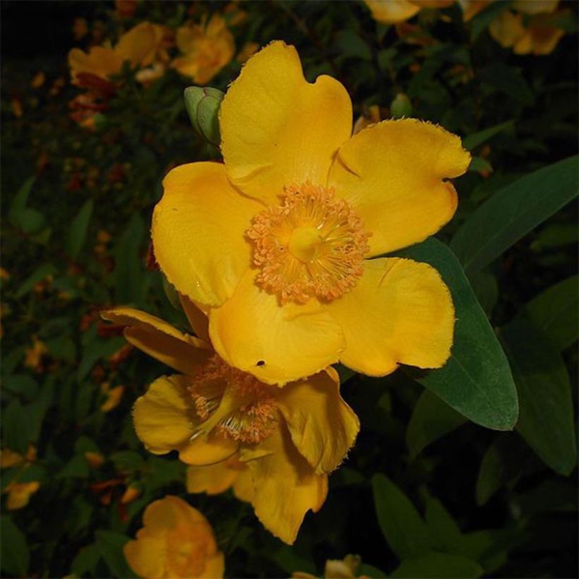Pensaskuisma - Hypericum x moserianum (Kukinta)