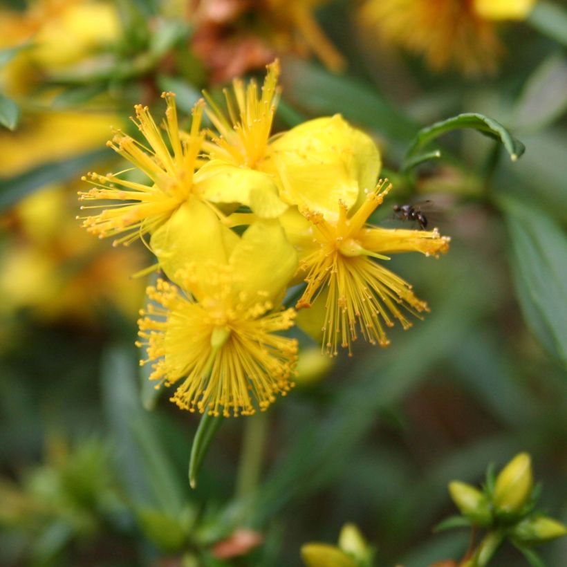 Pensaskuisma Buttercup (Kukinta)