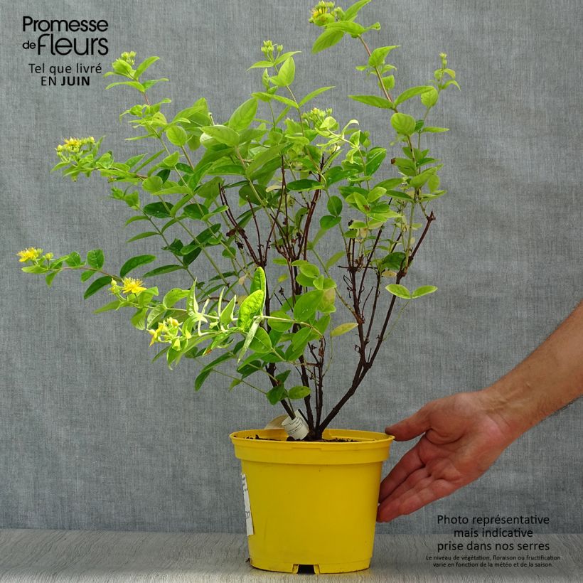 Esimerkki kesällä toimitetusta Marjakuisma Magical Sunshine Pot de 2L/3L-taimesta