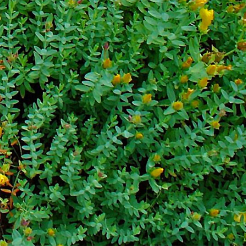 Olympiakuisma - Hypericum olympicum (Lehvistö)