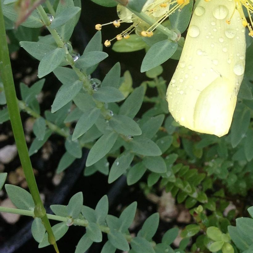 Olympiakuisma Citrinum (Lehvistö)