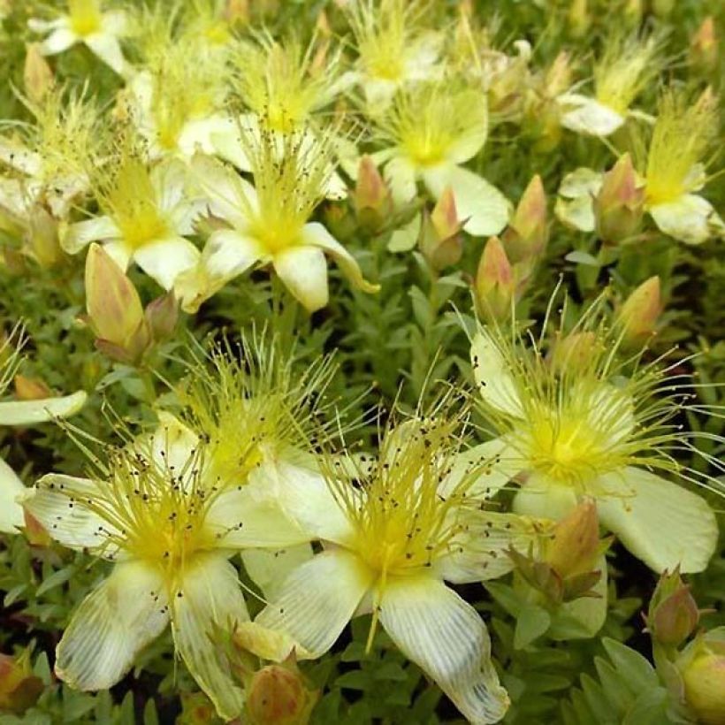 Olympiakuisma Citrinum (Kukinta)