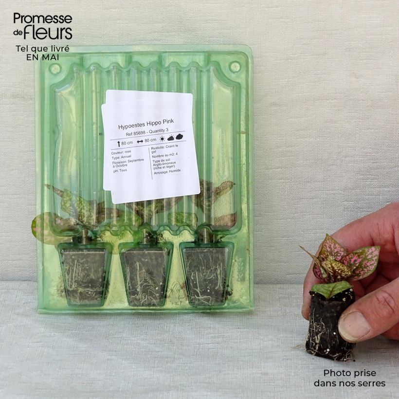 Esimerkki keväällä toimitetusta Hypoestes phyllostachya Hippo Pink Mini-motte Ø 3/4 cm-taimesta