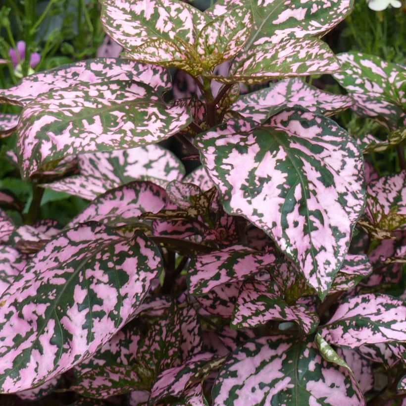 Hypoestes phyllostachya Hippo Pink (Lehvistö)