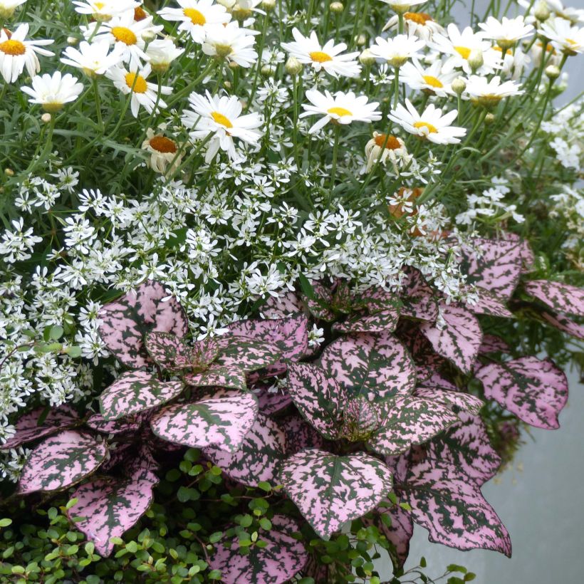 Hypoestes phyllostachya Hippo Pink (Kasvutapa)