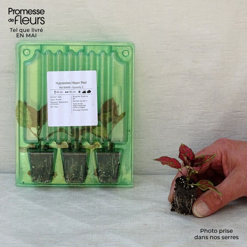 Esimerkki keväällä toimitetusta Hypoestes phyllostachya Hippo Red Mini-motte Ø 3/4 cm-taimesta