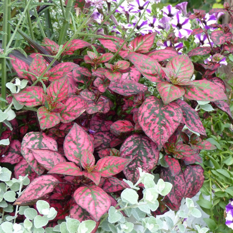 Hypoestes phyllostachya Hippo Red (Kasvutapa)