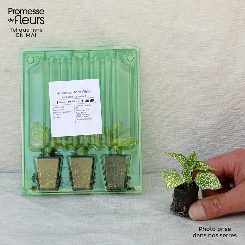 Esimerkki keväällä toimitetusta Hypoestes phyllostachya Hippo White Mini-motte Ø 3/4 cm-taimesta