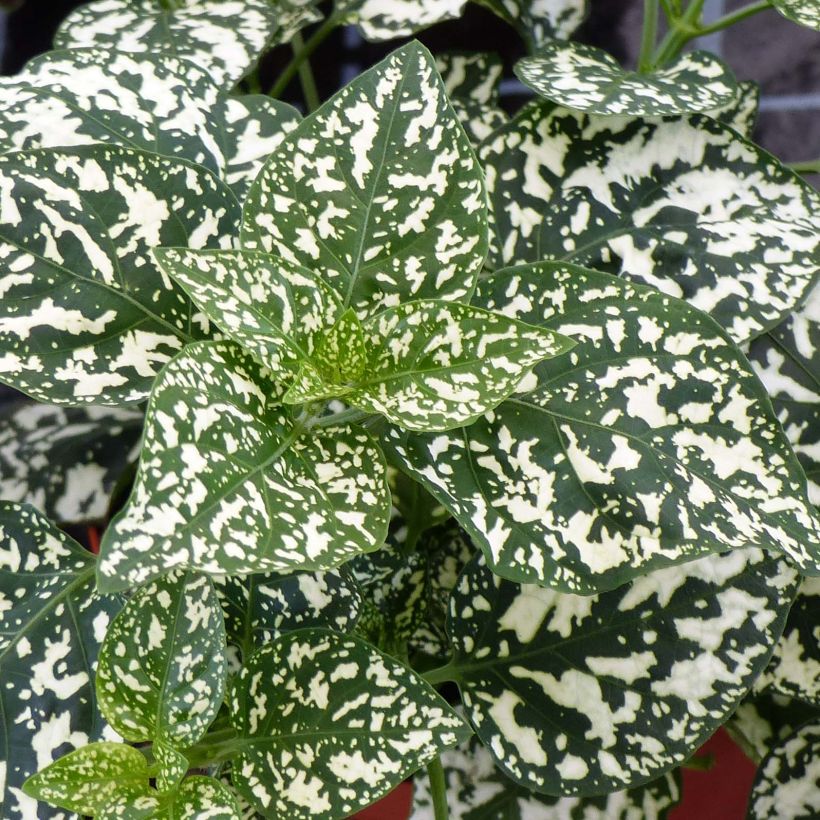 Hypoestes phyllostachya Hippo White (Lehvistö)