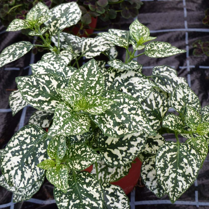 Hypoestes phyllostachya Hippo White (Kasvutapa)
