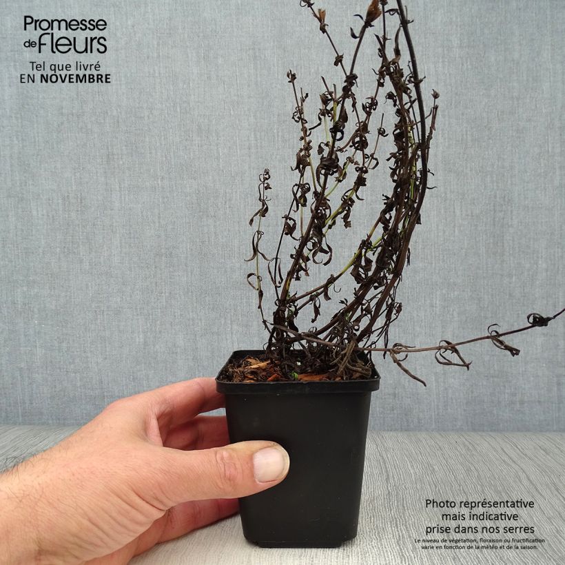 Esimerkki syksyllä toimitetusta Iisoppi - Hyssopus officinalis 8/9 cm taimiruukku-taimesta
