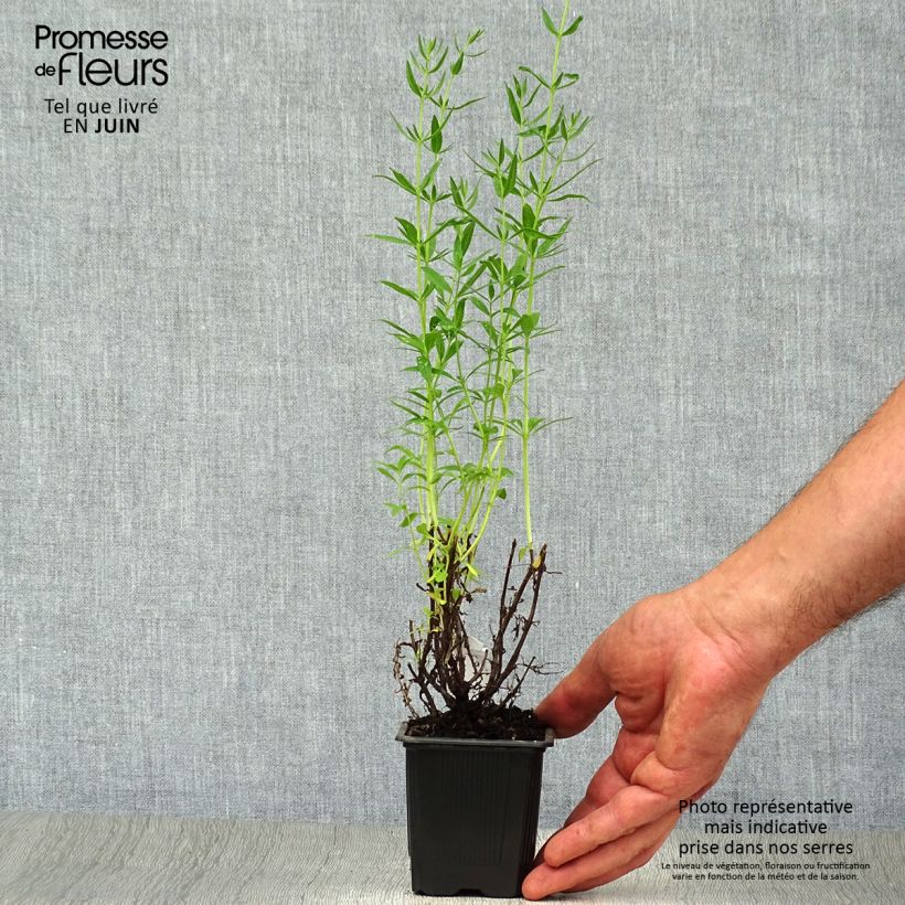Esimerkki kesällä toimitetusta Iisoppi - Hyssopus officinalis Taimiruukku 8/9 cm-taimesta