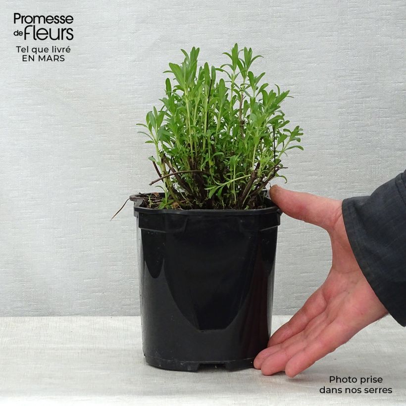 Esimerkki keväällä toimitetusta Iisoppi - Hyssopus officinalis Ruukku 2L / 3L-taimesta