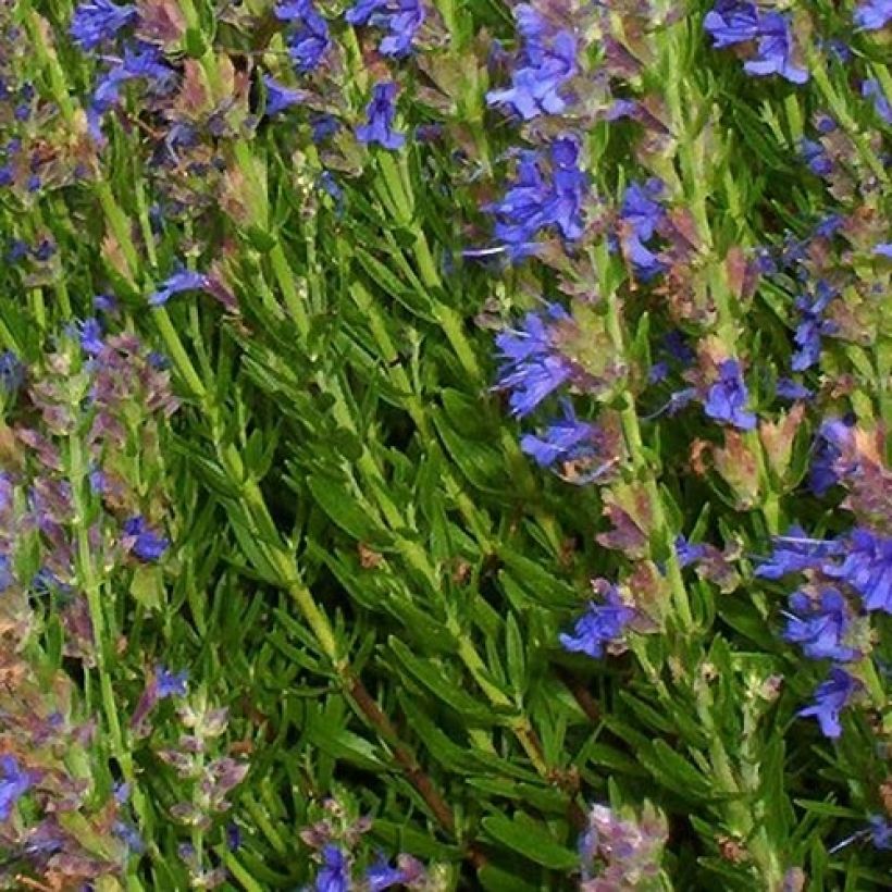 Iisoppi ssp. aristatus (Lehvistö)
