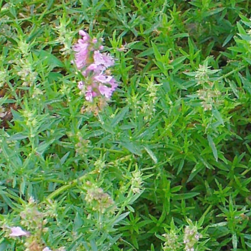 Iisoppi f. roseus (Lehvistö)