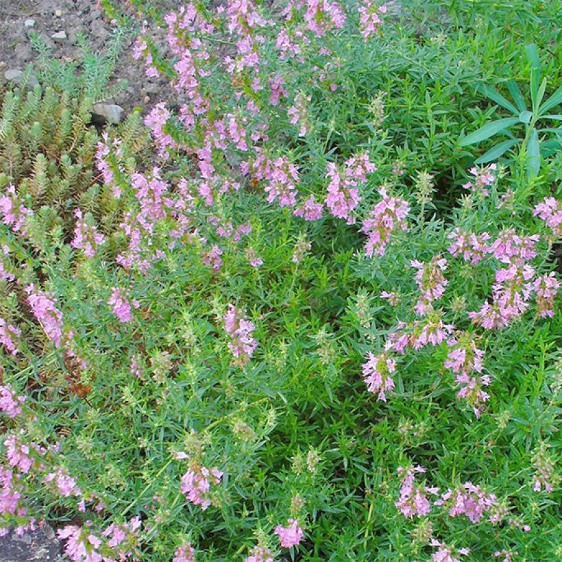 Iisoppi f. roseus (Kukinta)
