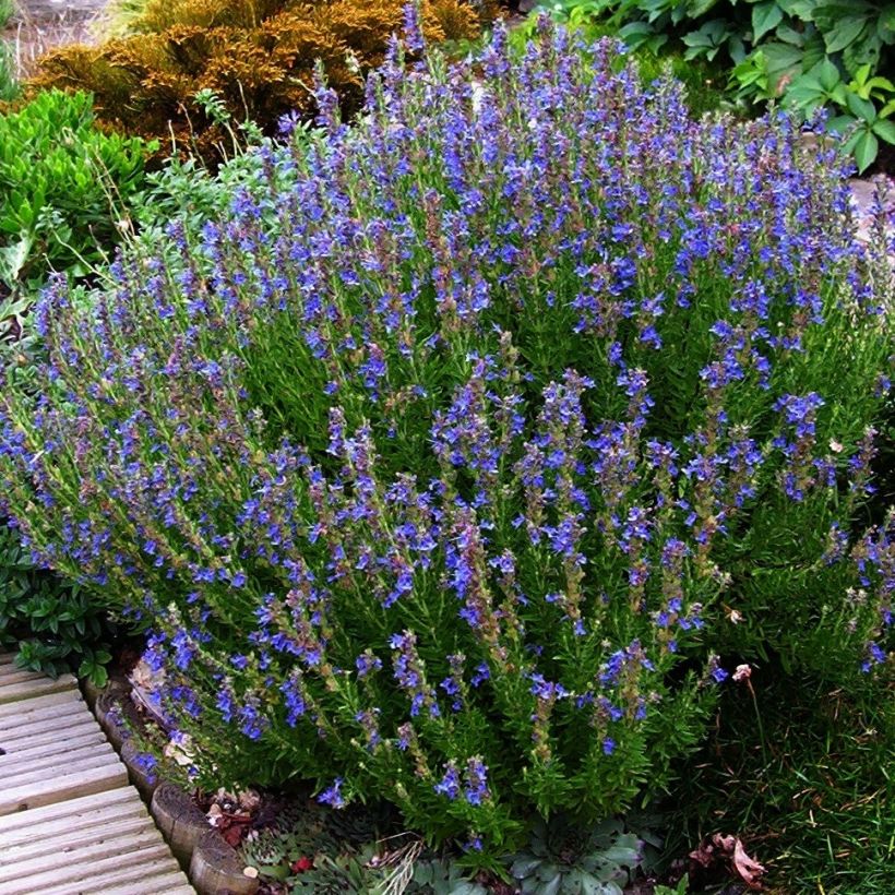 Iisoppi - Hyssopus officinalis (Kasvutapa)